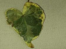 This showed up today Feb 14, 2015 on a footpath - anyone can see leaves this shape. However, when you are actively wanting to embody Love and when this shows up, it becomes "special"